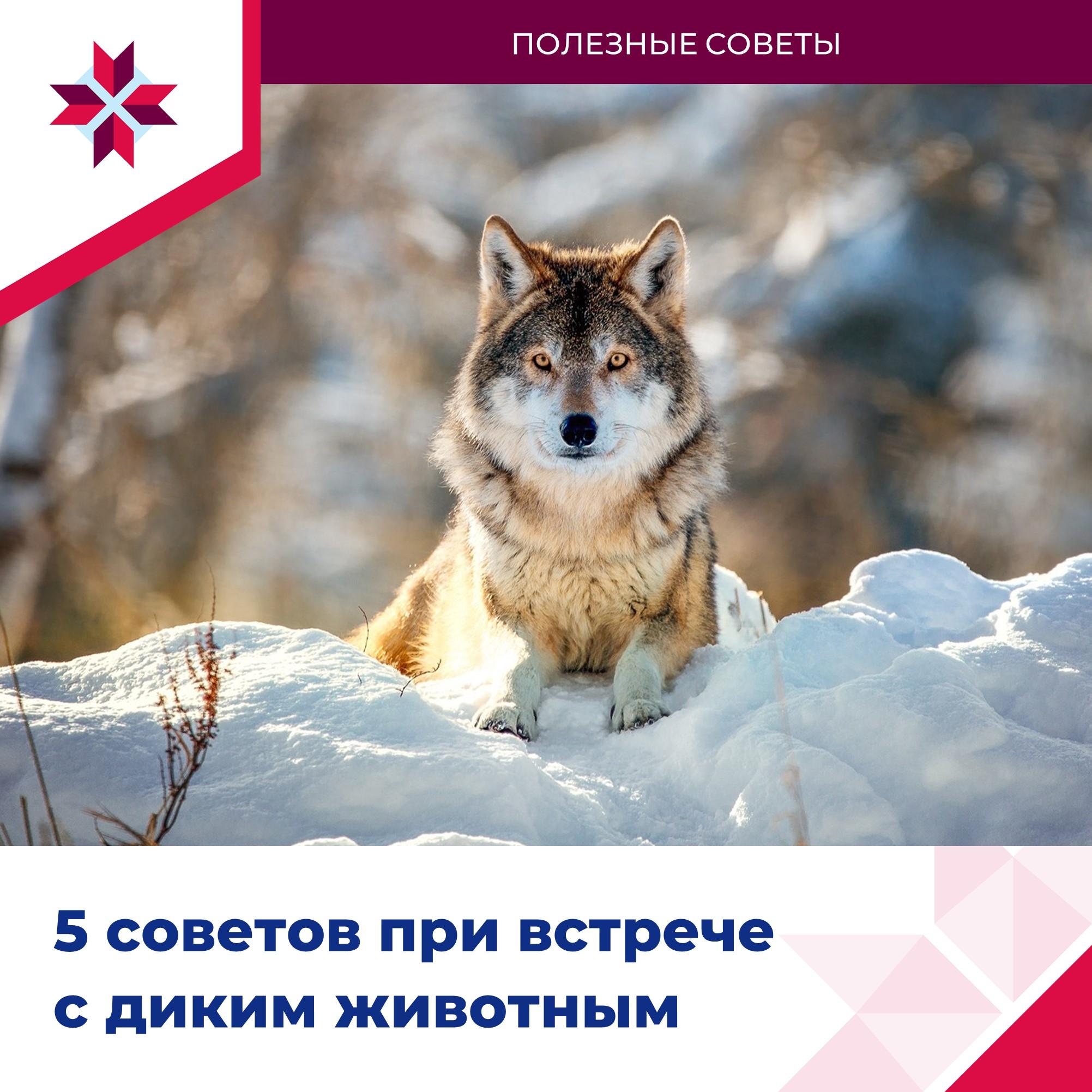 ОМСУ рассказывают о правилах поведения при встрече с дикими животными.