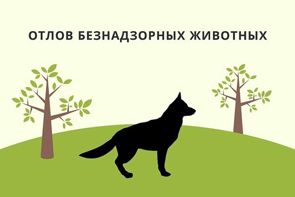 Администрация райна информирует об отлове собак!.
