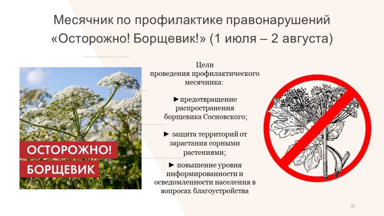 Осторожно Борщевик. Осторожно Борщевик.